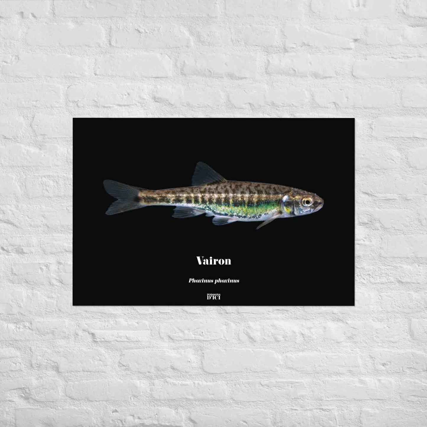 vairon, poisson artistique, affiche sur la nature, art, poster, peche