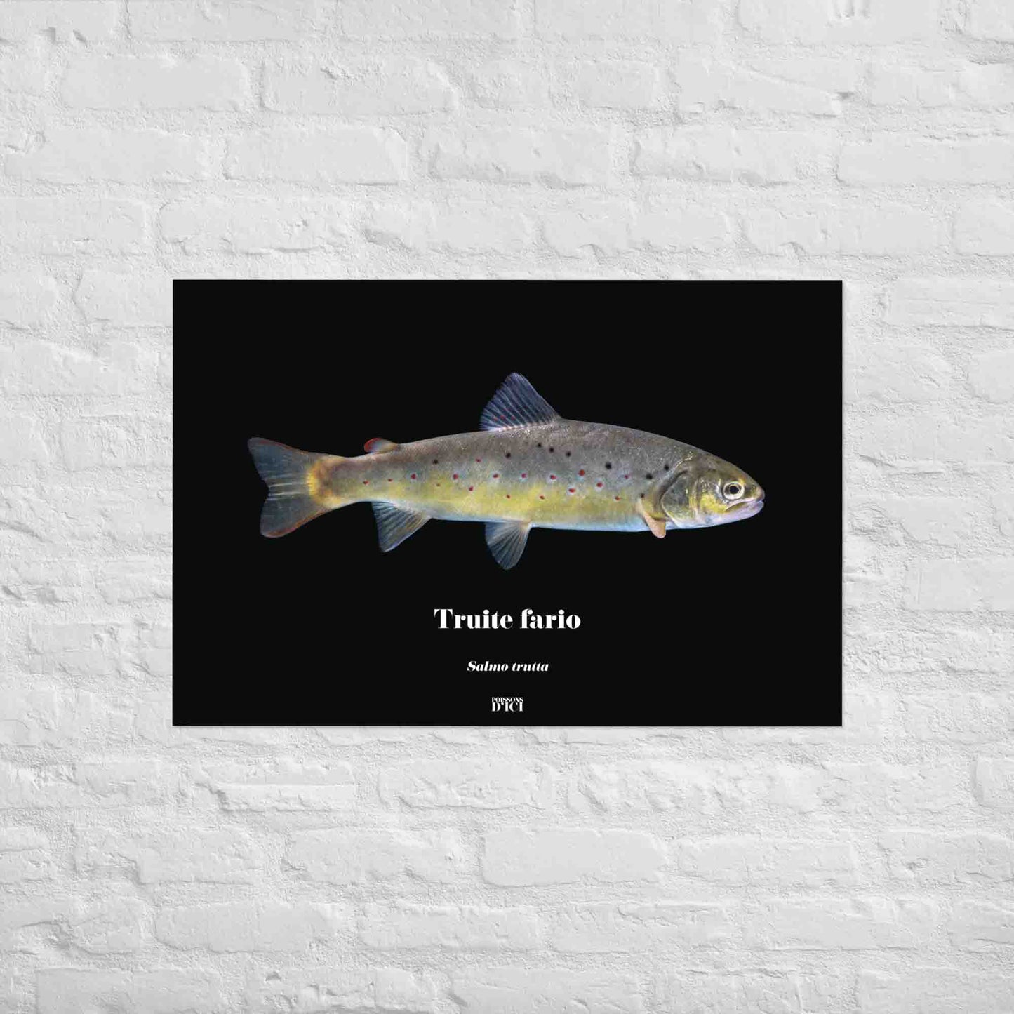 fario, truite, mouche, sauvage, poisson, affiche sur la nature, art, poster, peche, montagne