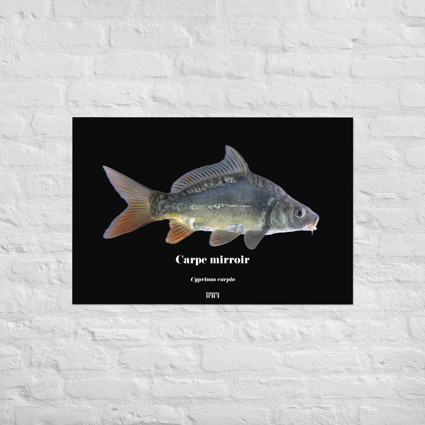 peche, carpe, affiche, poster, art, decoration, poisson