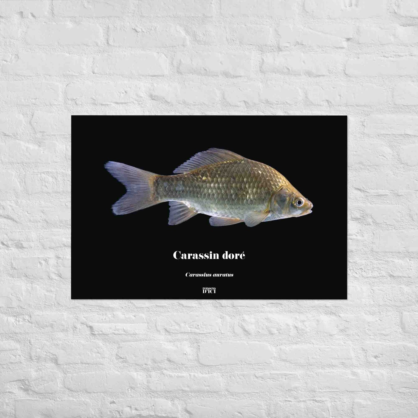 poisson artistique, affiche sur la nature, art mosaique, poster, peche