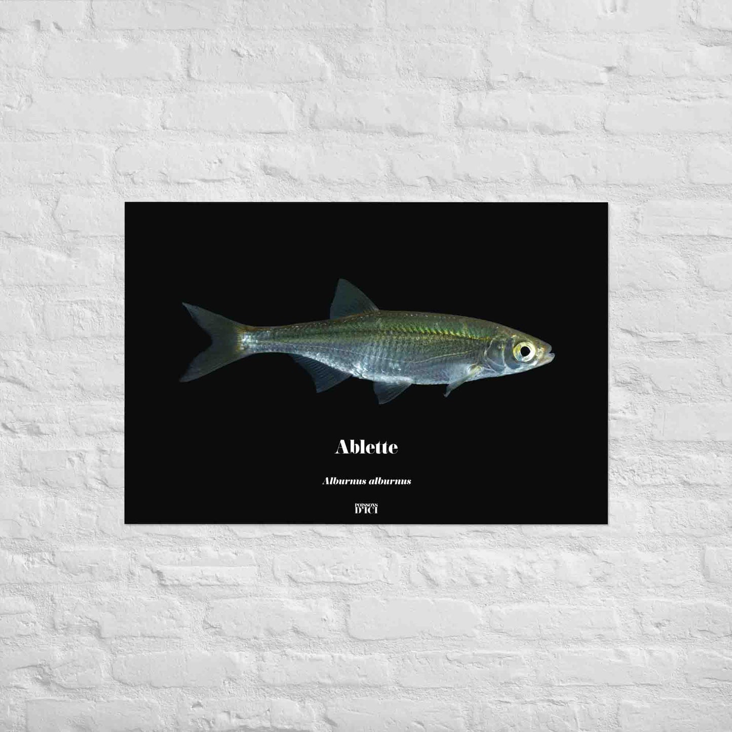 affiche, poisson, poster, art, ablette, poisson artistique