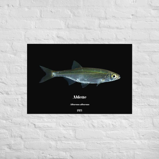 affiche, poisson, poster, art, ablette, poisson artistique
