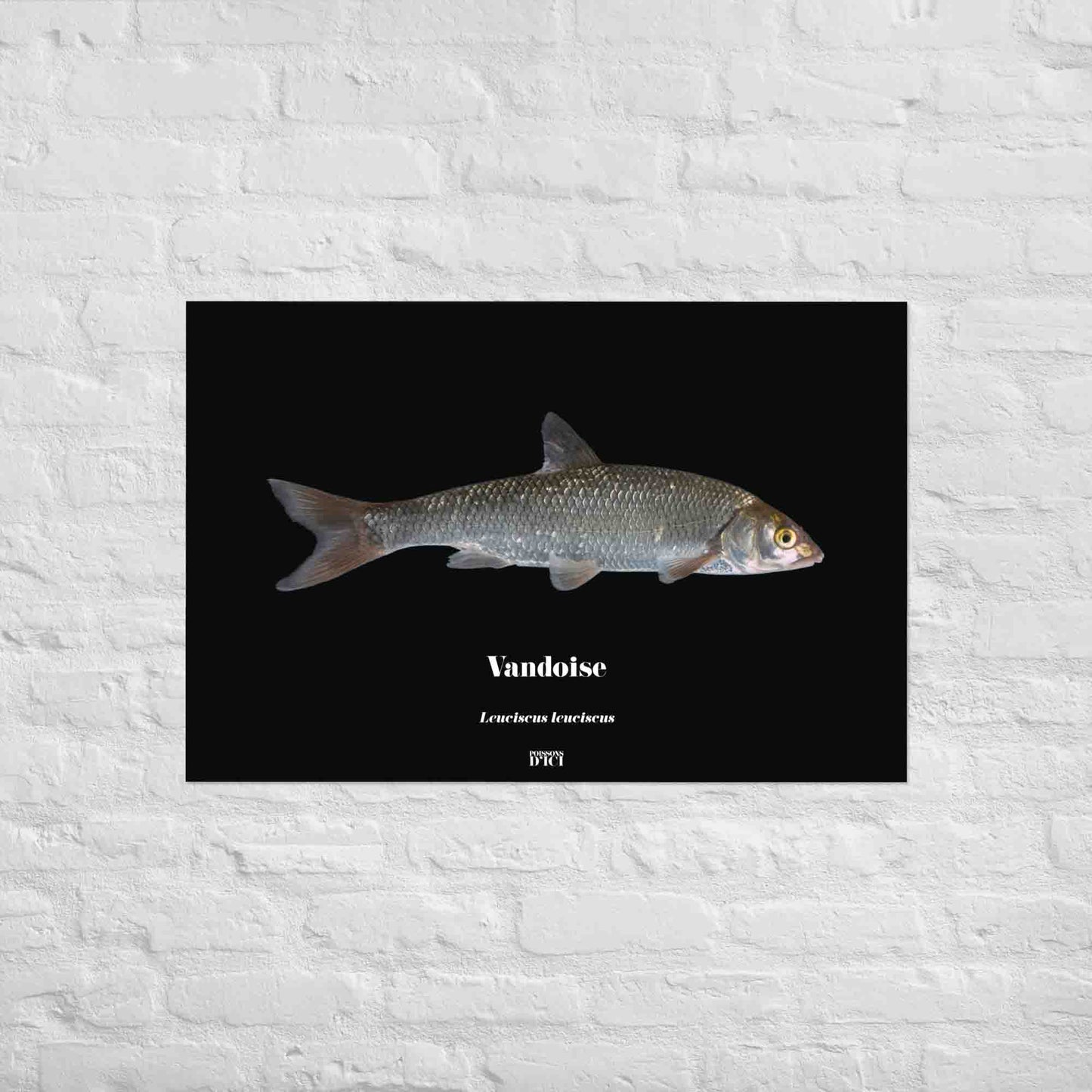 vandoise, affiche, poster, nature, poisson, peche