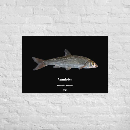 vandoise, affiche, poster, nature, poisson, peche