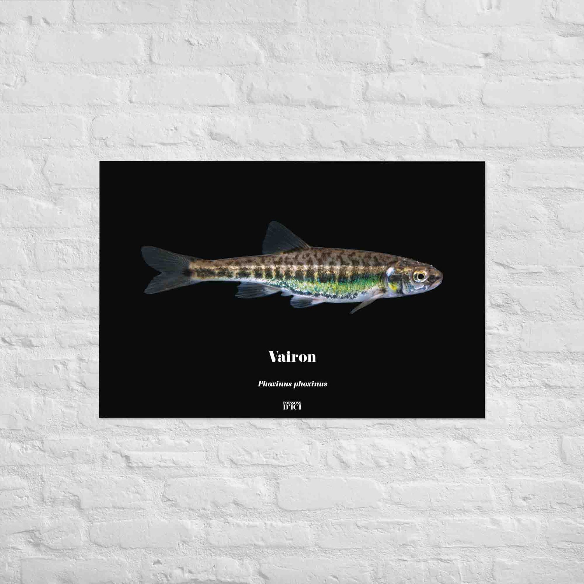 vairon, poisson artistique, affiche sur la nature, art, poster, peche