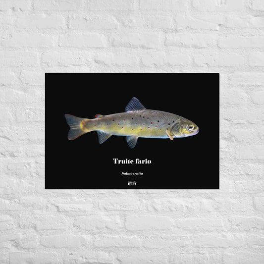 fario, truite, mouche, sauvage, poisson, affiche sur la nature, art, poster, peche, montagne