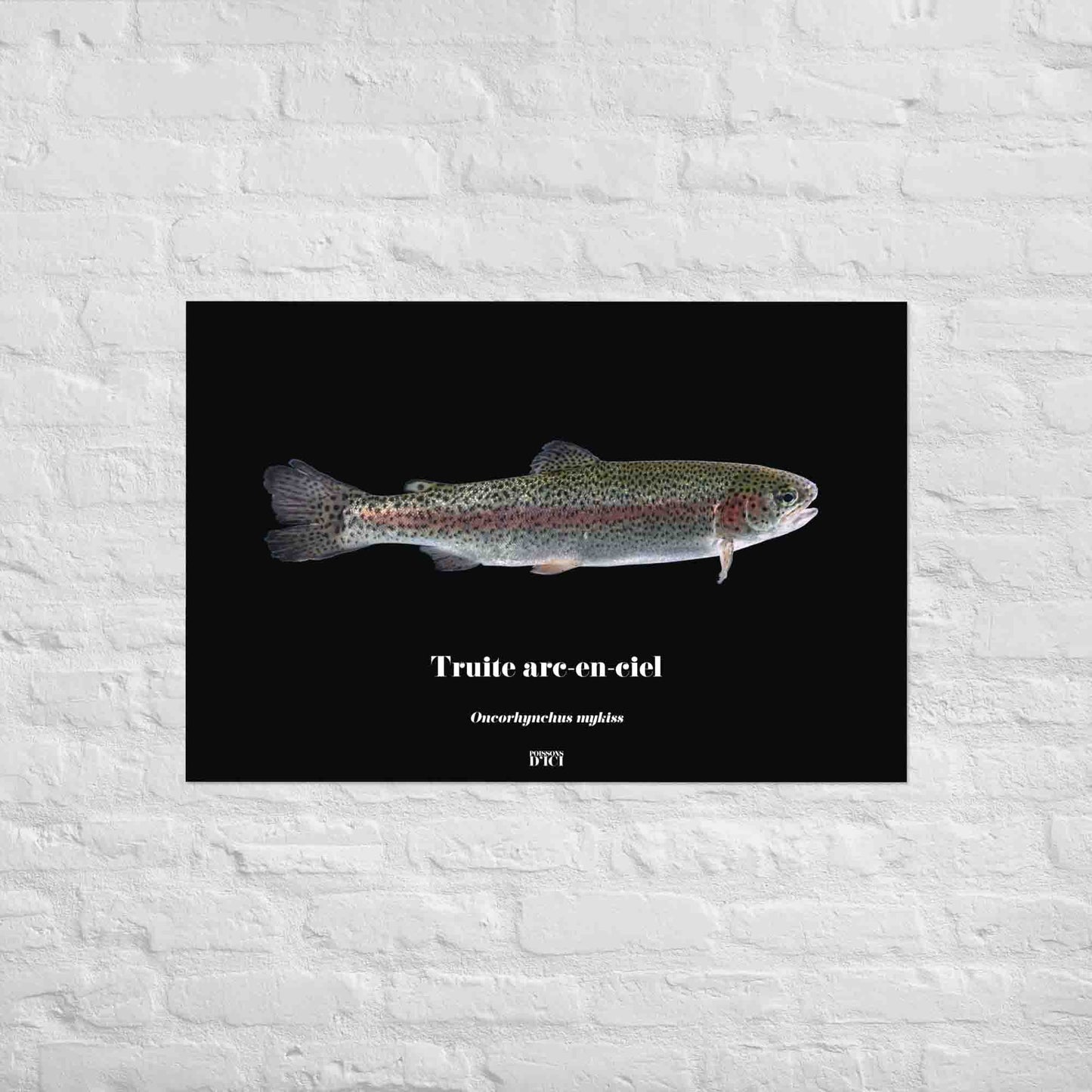 truite, poisson artistique, affiche sur la nature, art, poster, peche
