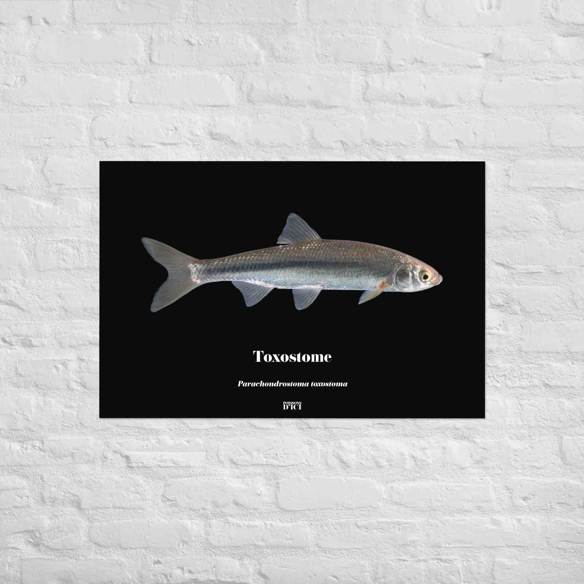 toxostome, poisson, affiche sur la nature, art, poster, peche