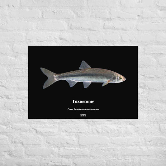 toxostome, poisson, affiche sur la nature, art, poster, peche