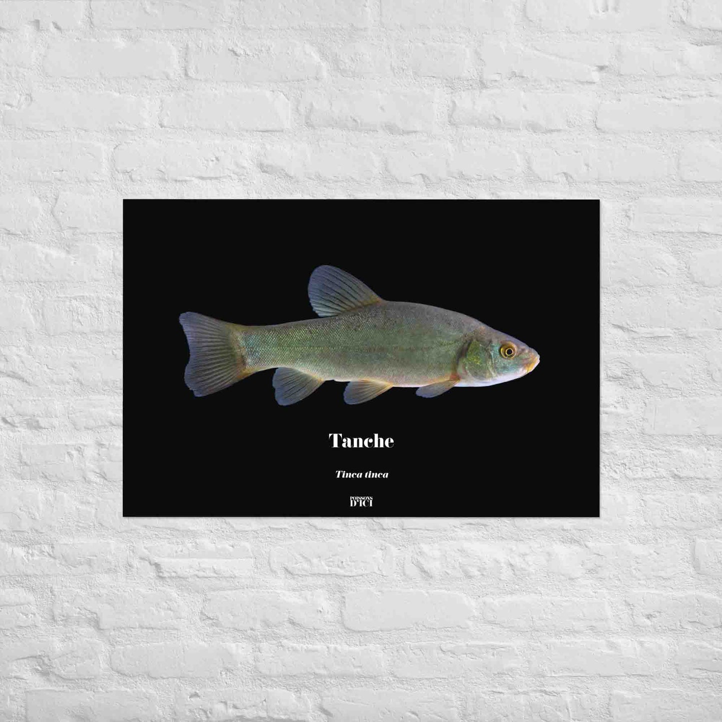 tanche, poisson artistique, affiche sur la nature, art, poster, peche