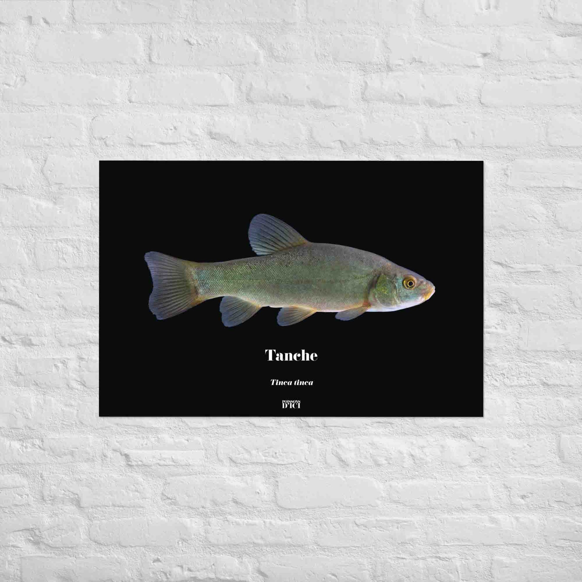 tanche, poisson artistique, affiche sur la nature, art, poster, peche