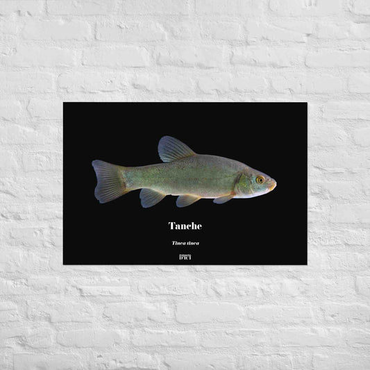 tanche, poisson artistique, affiche sur la nature, art, poster, peche