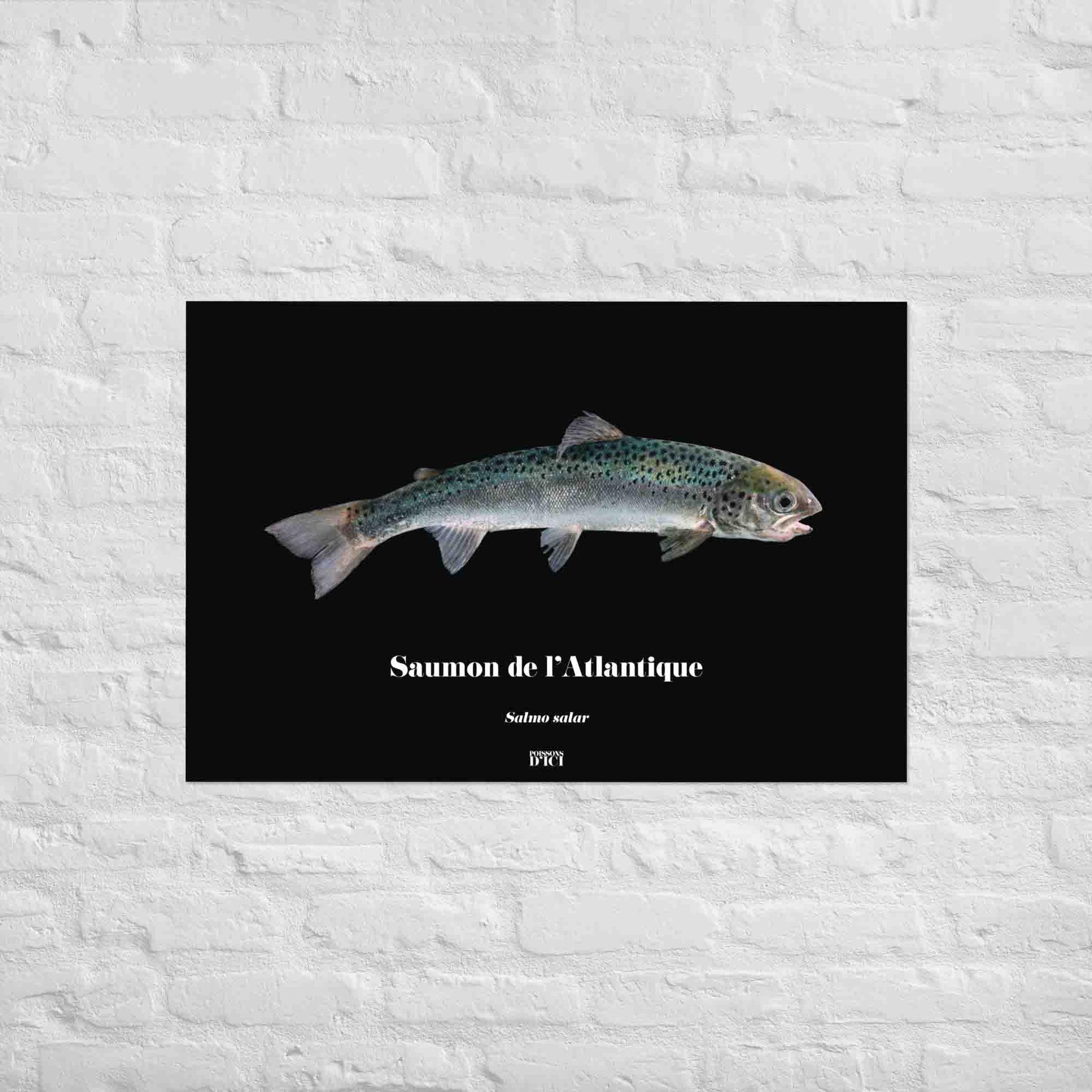 saumon, atlantique, poisson artistique, affiche sur la nature, art, poster, peche
