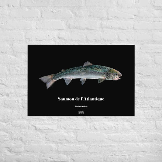 saumon, atlantique, poisson artistique, affiche sur la nature, art, poster, peche