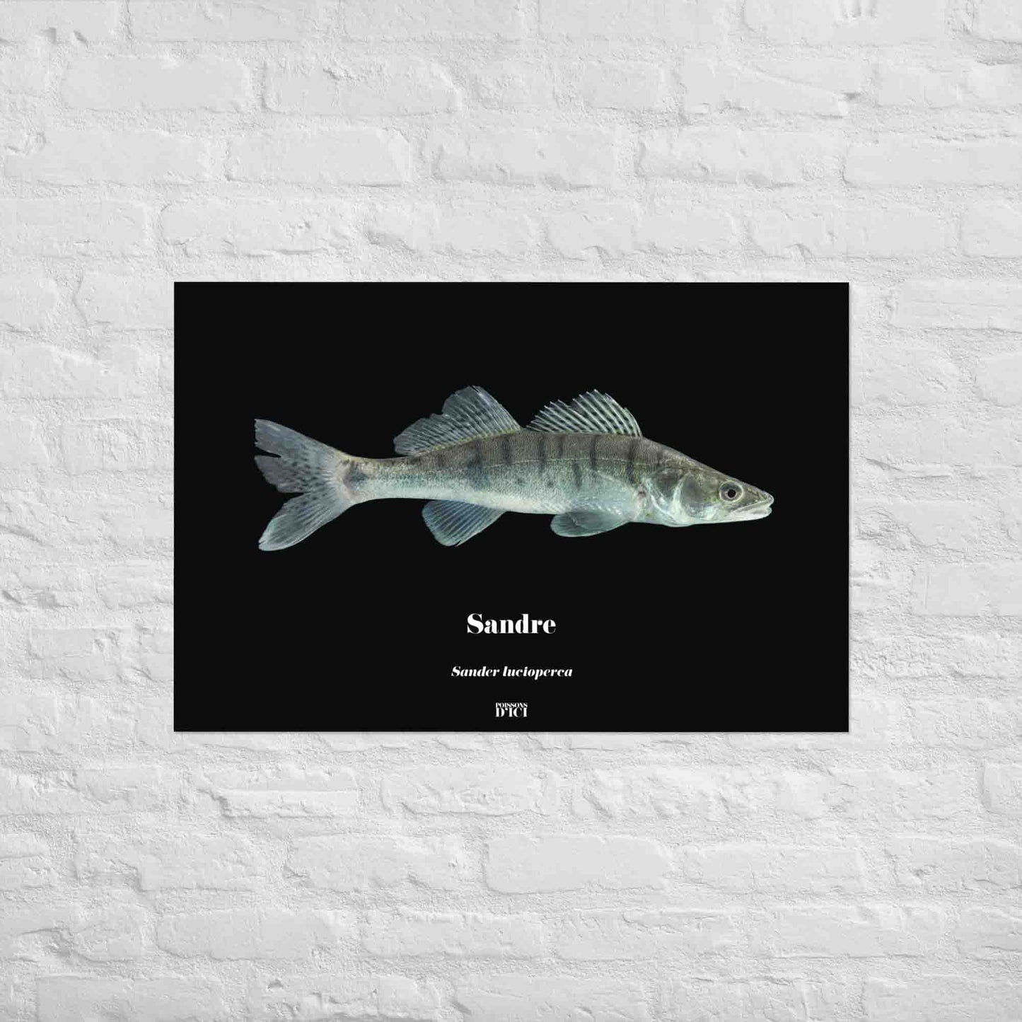 sandre, poisson artistique, affiche sur la nature, art, poster, peche