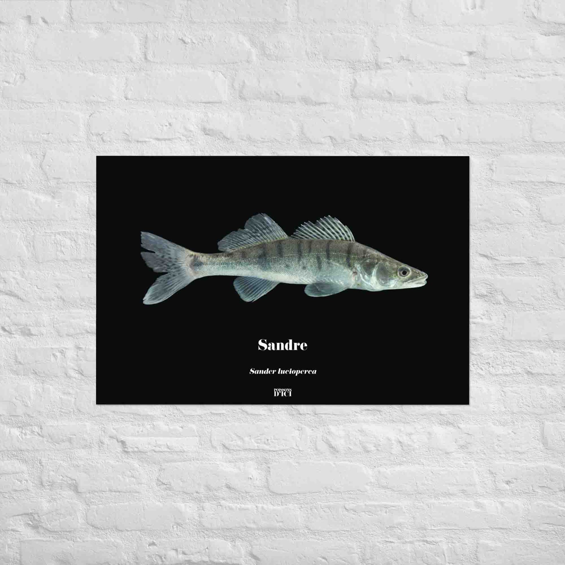 sandre, poisson artistique, affiche sur la nature, art, poster, peche