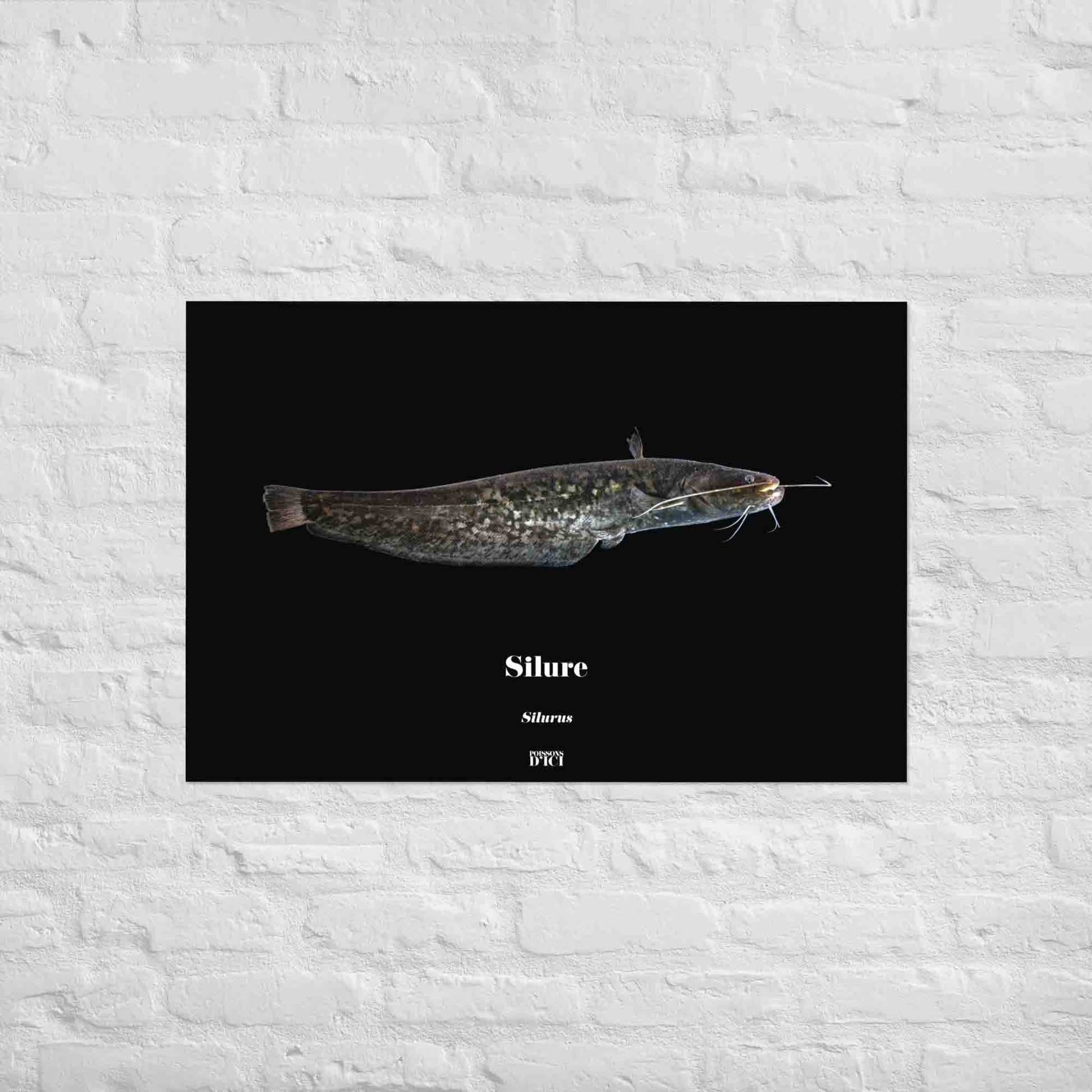 silure, poisson artistique, affiche sur la nature, art, poster, peche