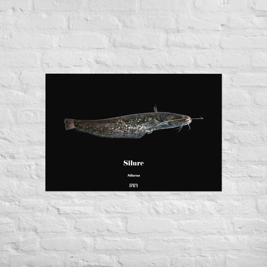 silure, poisson artistique, affiche sur la nature, art, poster, peche