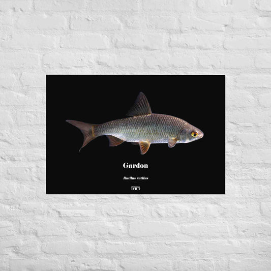 poisson artistique, affiche sur la nature, art, poster, peche, gardon