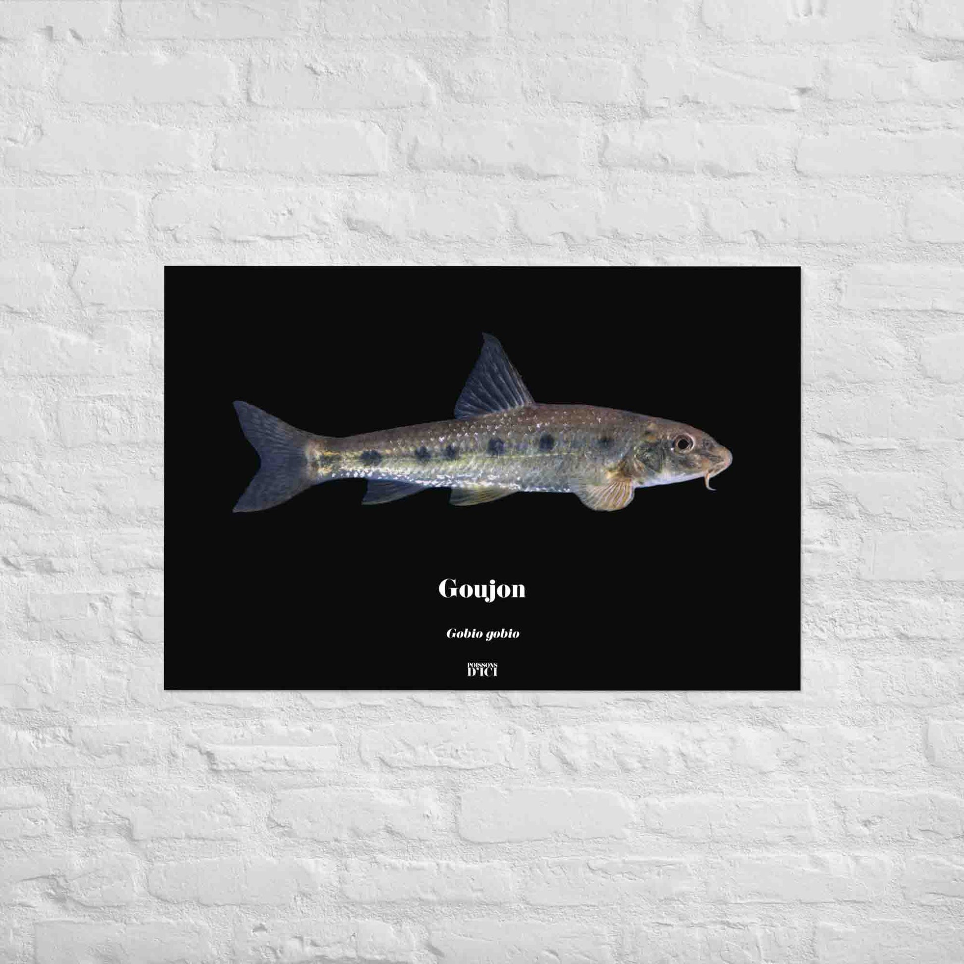goujon, poisson artistique, affiche sur la nature, art, poster, peche