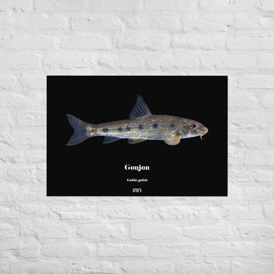 goujon, poisson artistique, affiche sur la nature, art, poster, peche