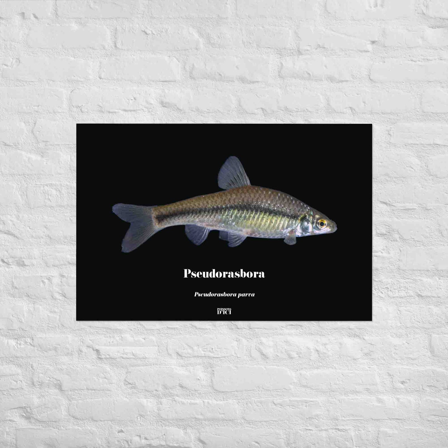 pseudorasbora, poisson artistique, affiche sur la nature, art, peche