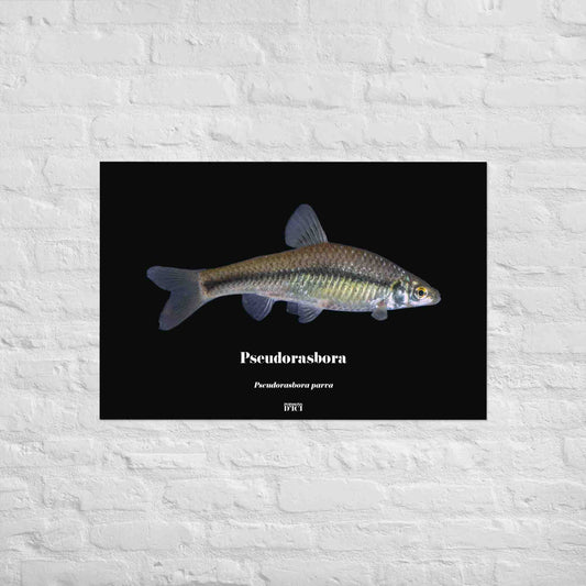 pseudorasbora, poisson artistique, affiche sur la nature, art, peche