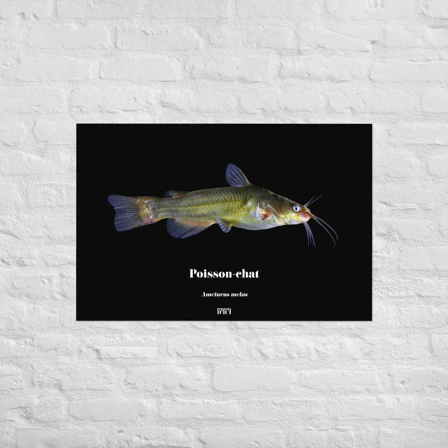 poisson, chat, catfish, poster, art, peche