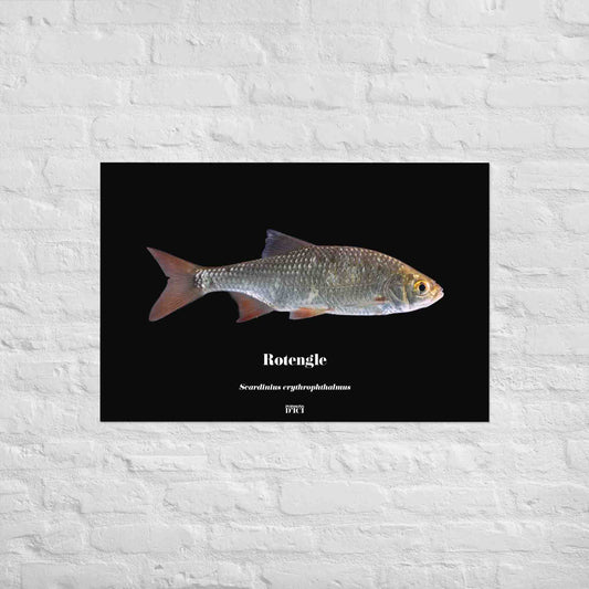 rotengle, poisson artistique, affiche sur la nature, art, peche