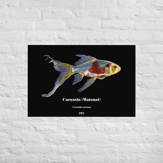 poisson artistique, affiche sur la nature, art, poster, peche, carpe, koi, japon