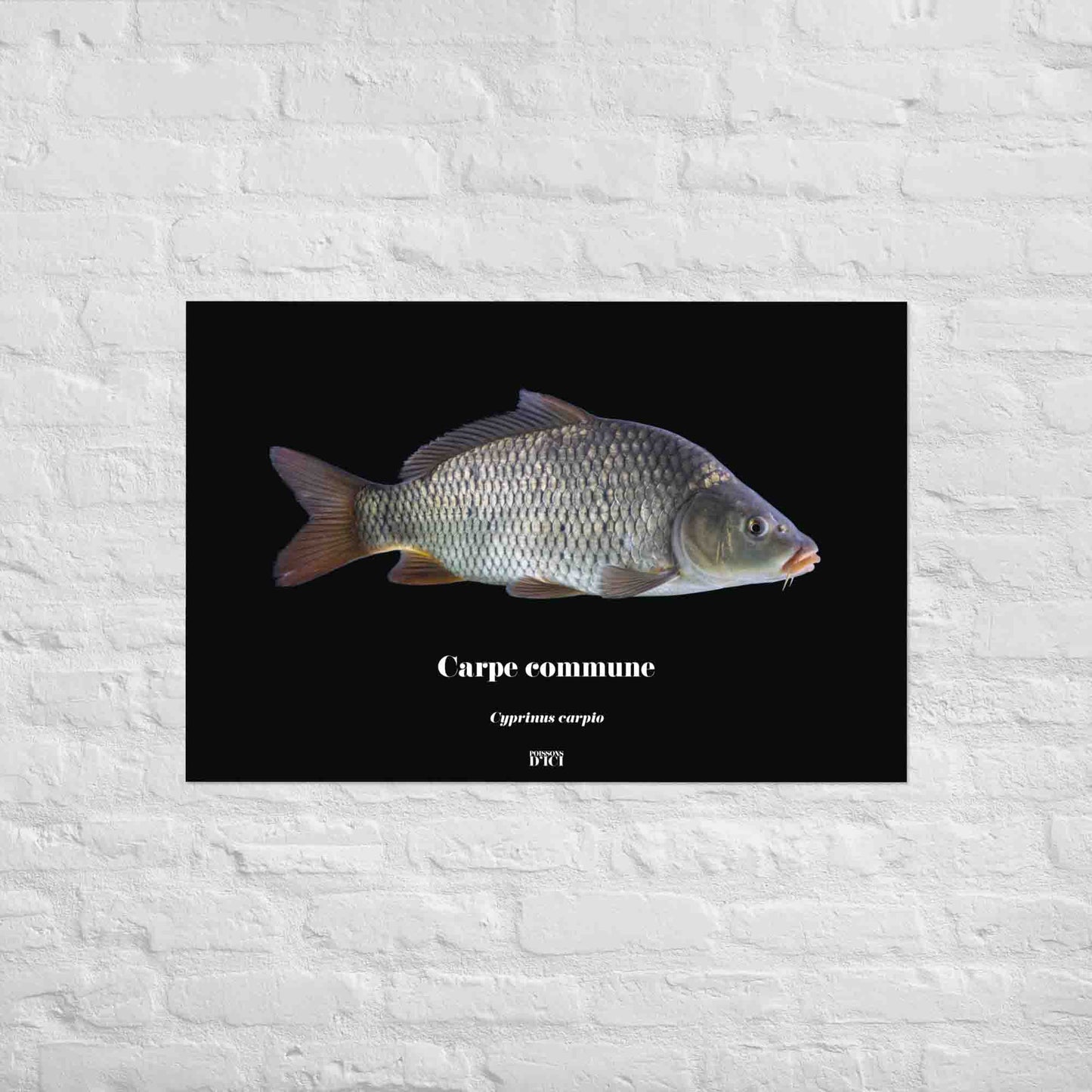 poster, poisson, carpe, carpiste, poisson artistique, affiche sur la nature