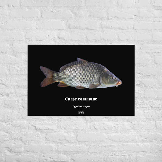 poster, poisson, carpe, carpiste, poisson artistique, affiche sur la nature