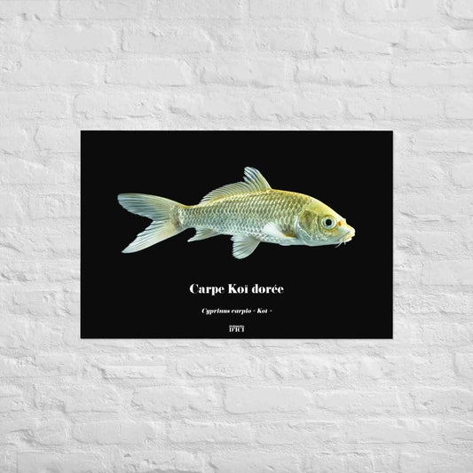 carpe, koi, poster, japon, or, dore, affiche