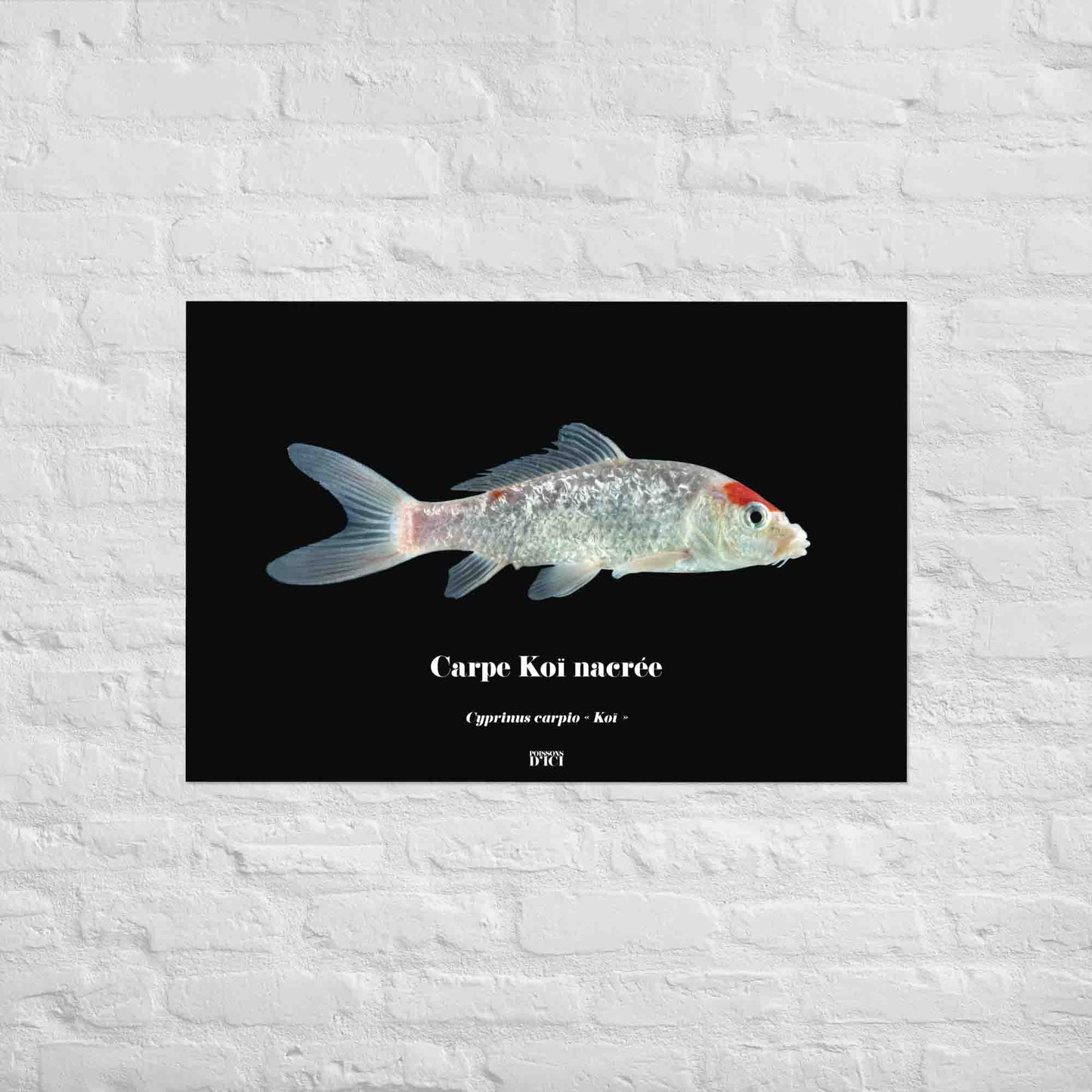 carpe, koi, affiche, poster, art, japon