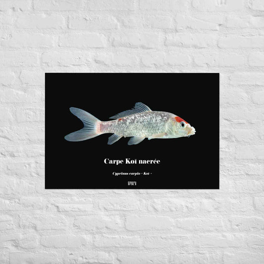 carpe, koi, affiche, poster, art, japon