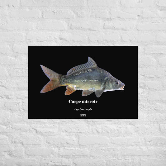 peche, carpe, affiche, poster, art, decoration, poisson