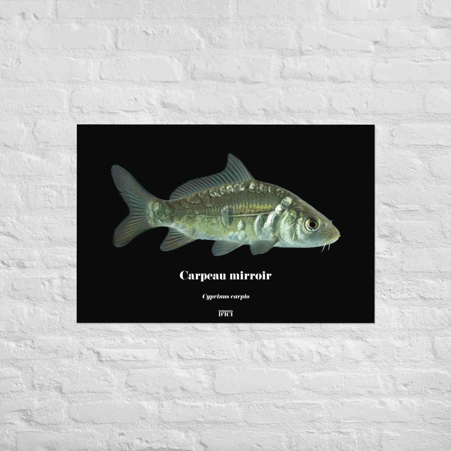 poisson artistique, affiche sur la nature, art mosaique, poster, peche, carpe
