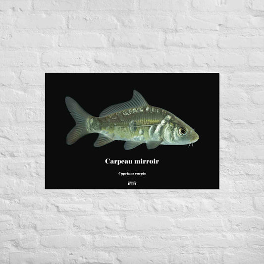 poisson artistique, affiche sur la nature, art mosaique, poster, peche, carpe