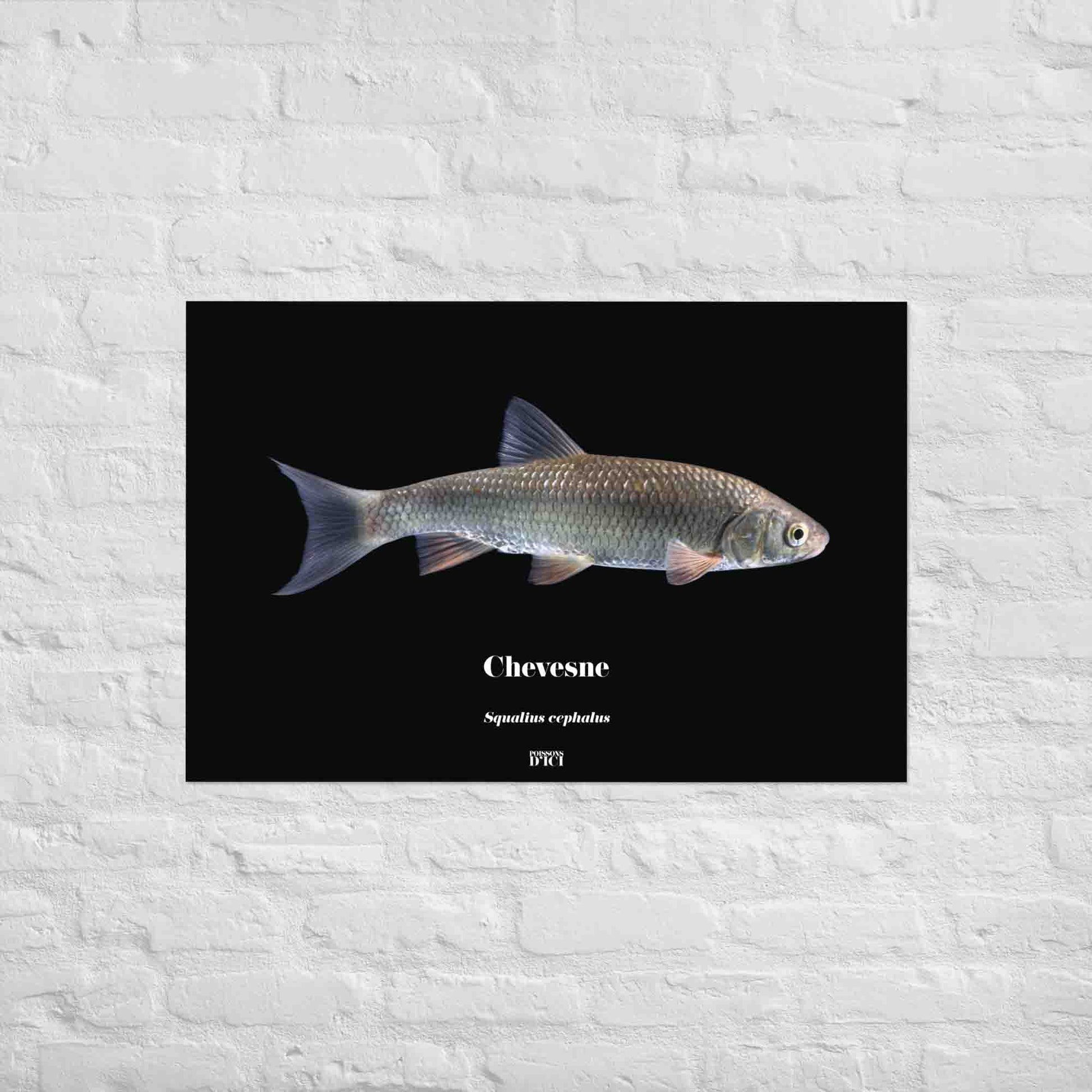 poisson artistique, affiche sur la nature, art mosaique, poster, peche, chevesne