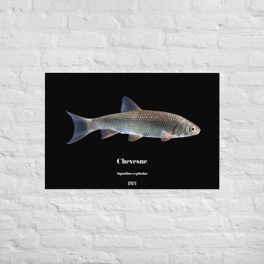 poisson artistique, affiche sur la nature, art mosaique, poster, peche, chevesne