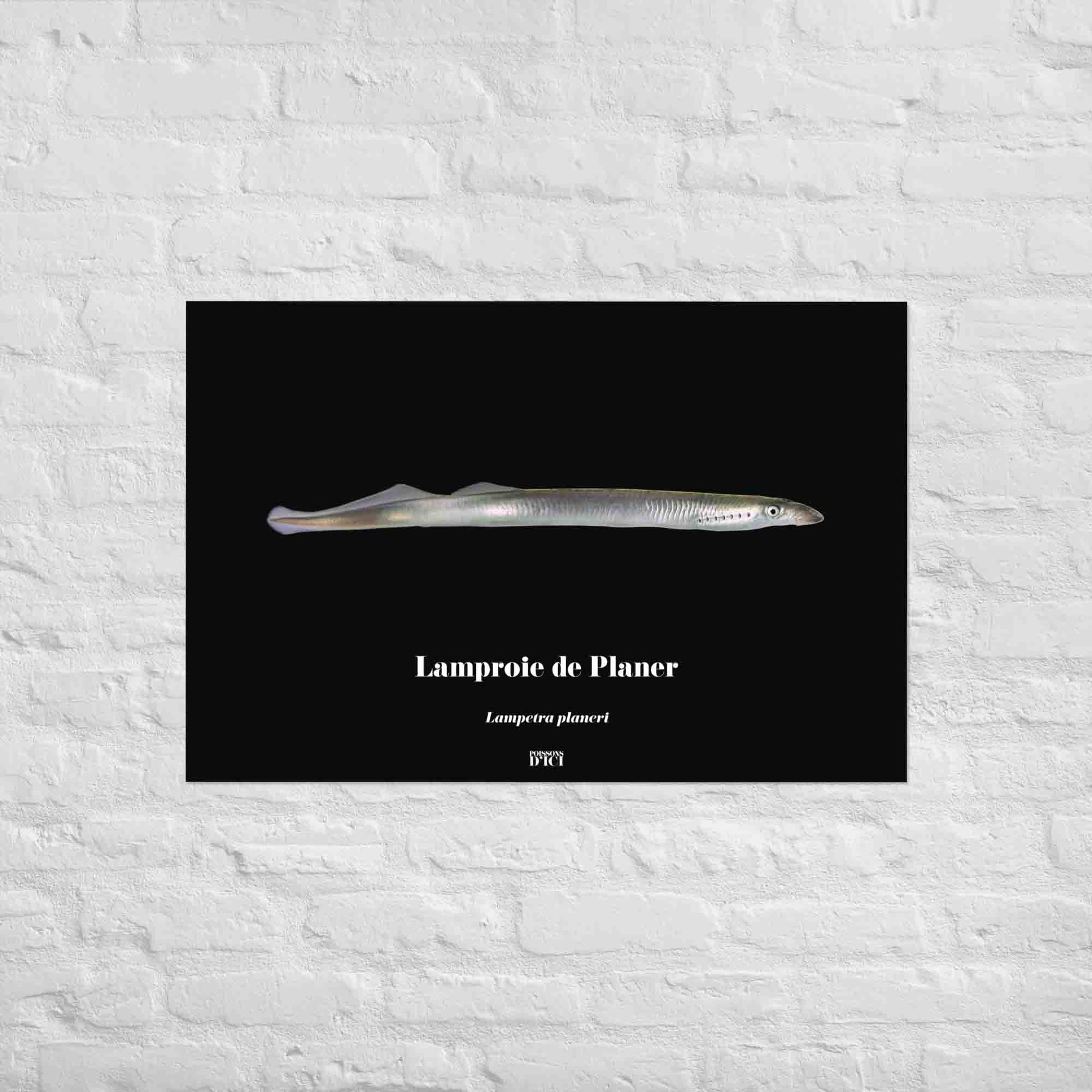 poisson artistique, affiche sur la nature, art mosaique, poster, peche, lamproie