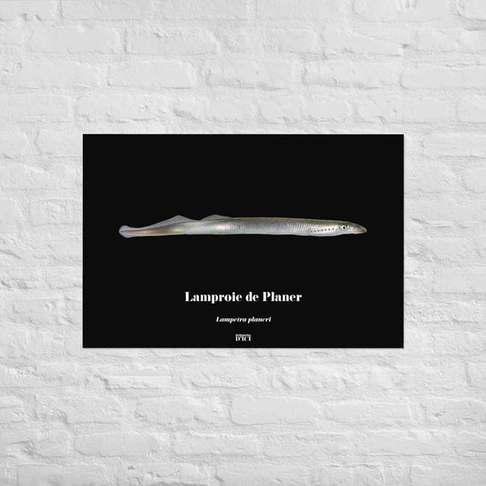 poisson artistique, affiche sur la nature, art mosaique, poster, peche, lamproie