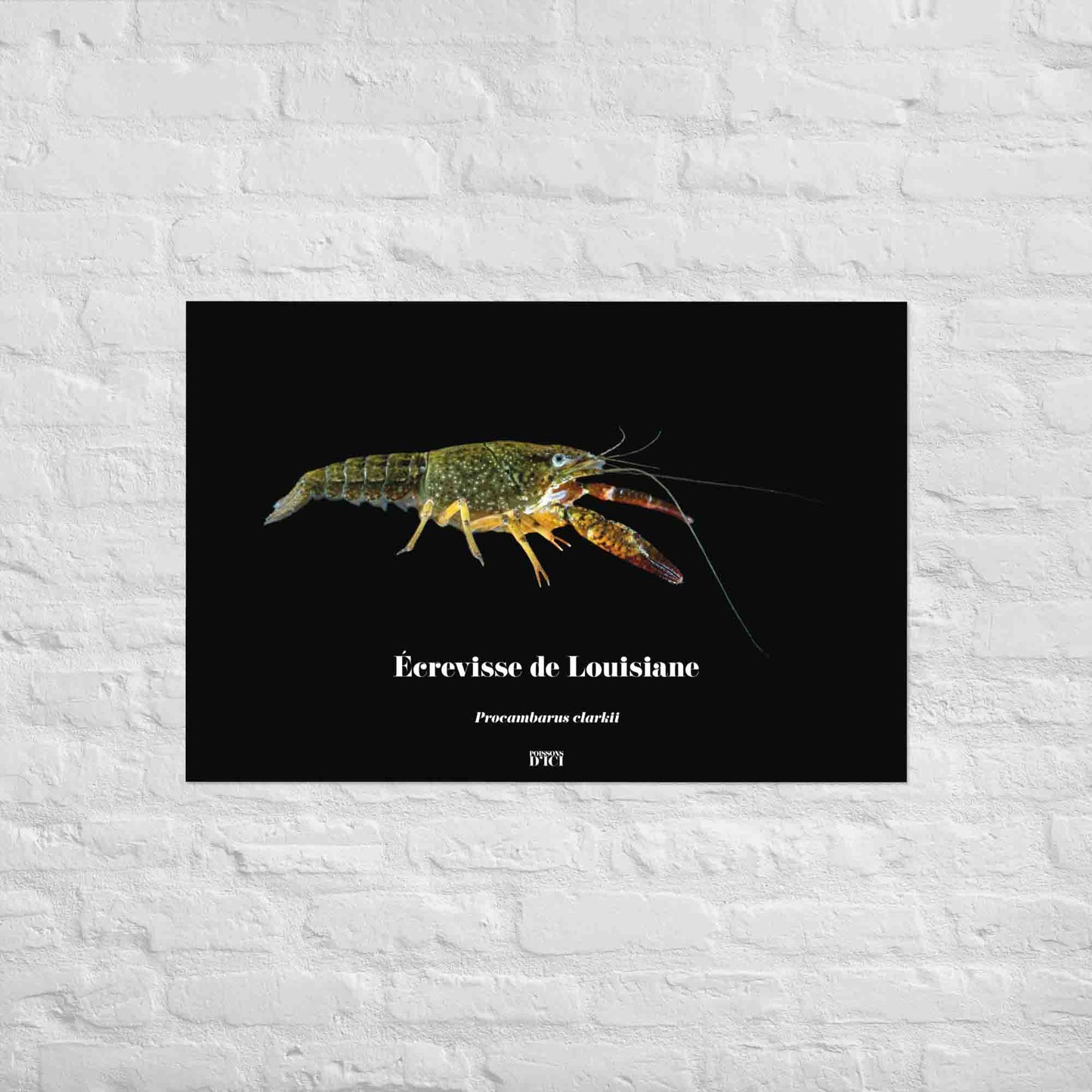 poisson artistique, affiche sur la nature, art mosaique, poster, peche, ecrevisse