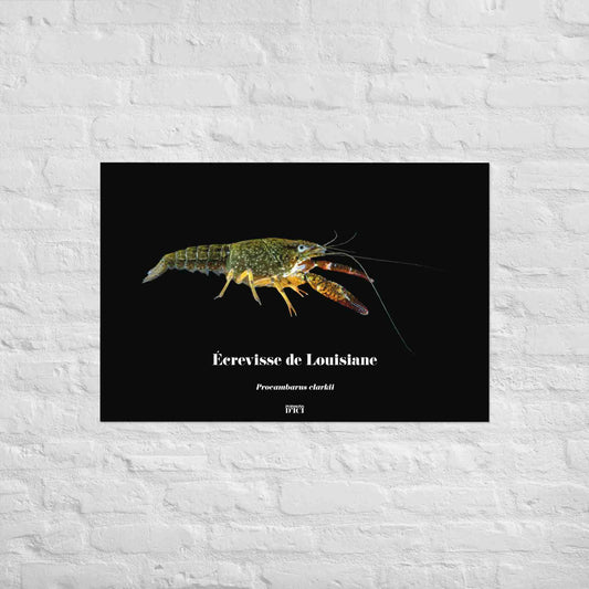 poisson artistique, affiche sur la nature, art mosaique, poster, peche, ecrevisse