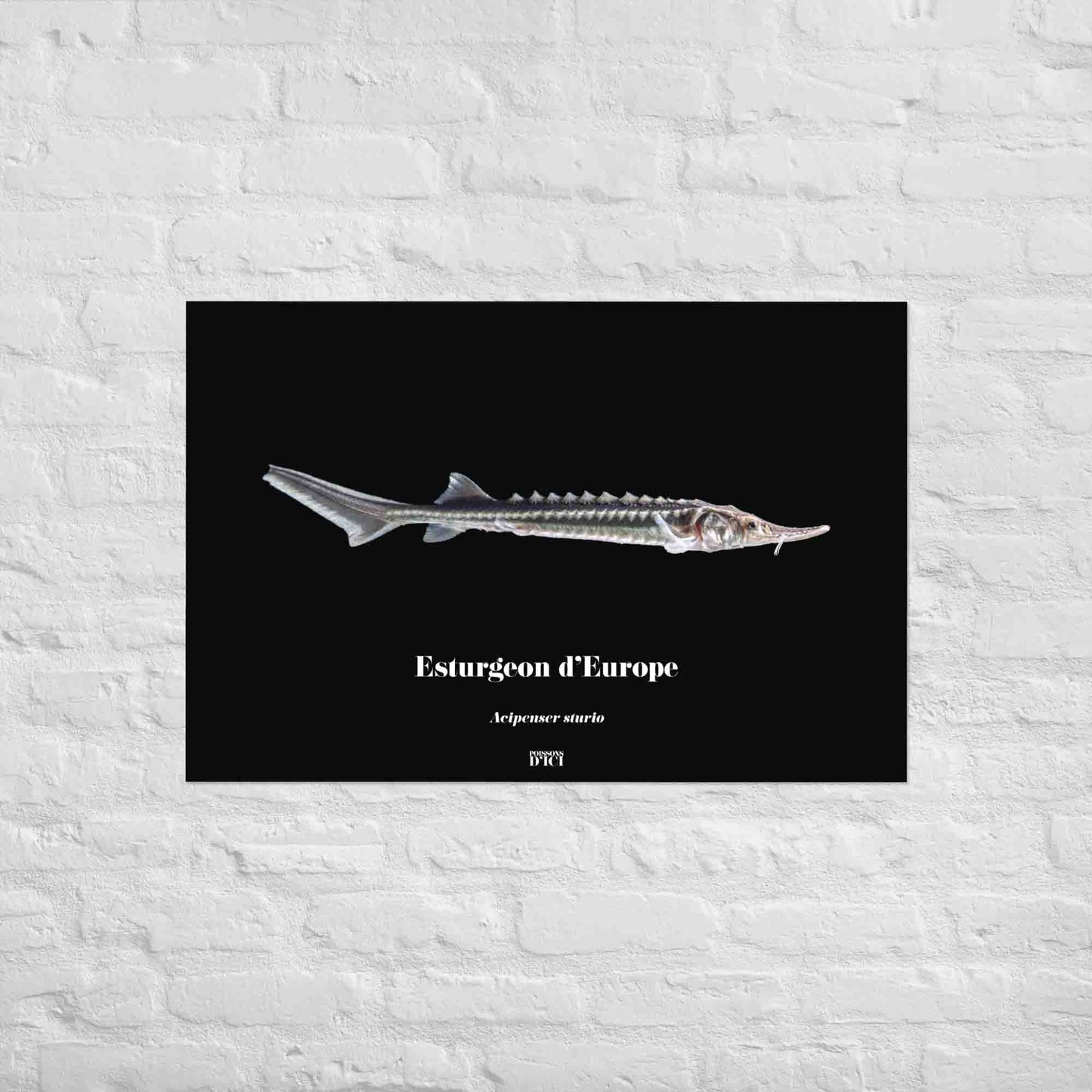 poisson artistique, affiche sur la nature, art mosaique, poster, peche, esturgeon