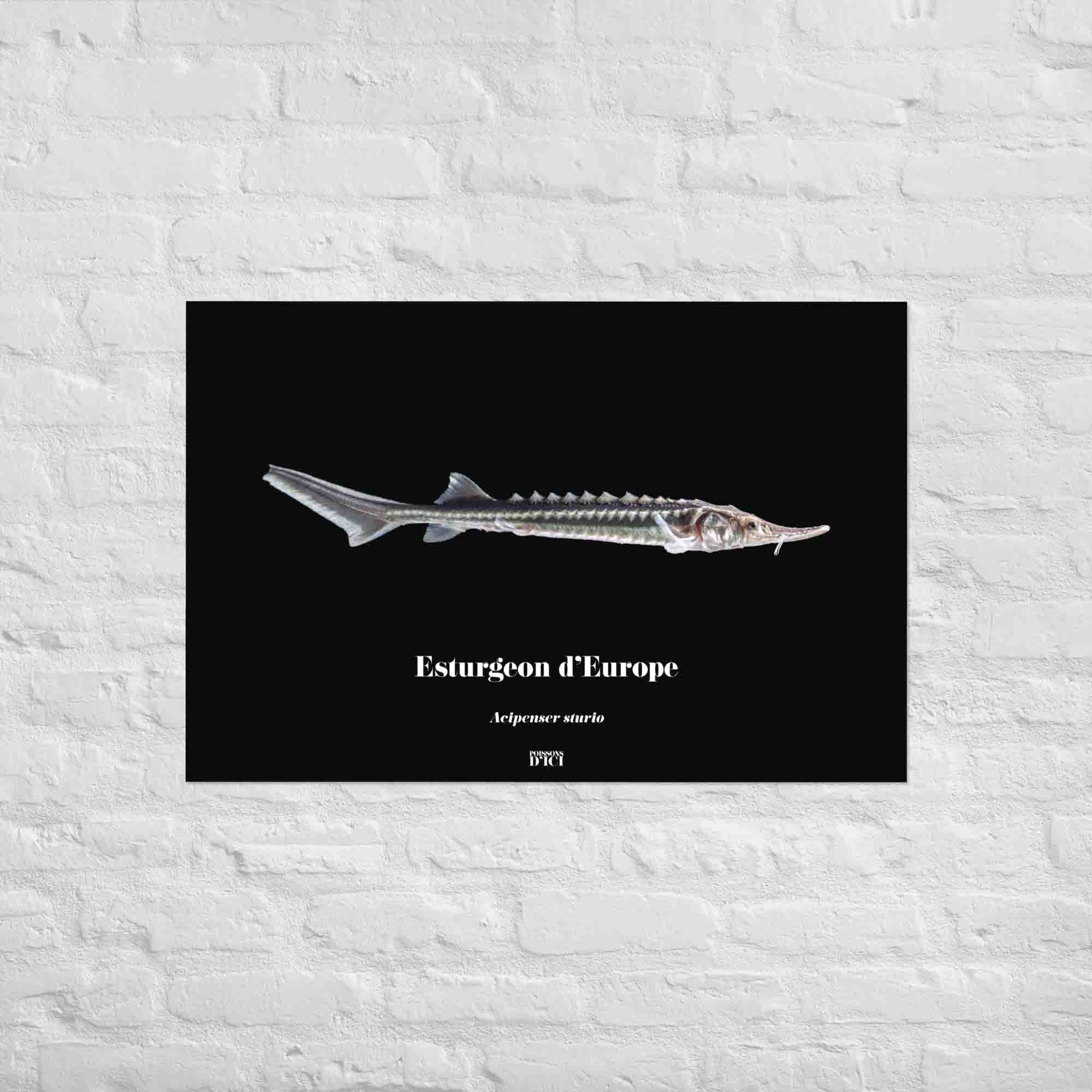poisson artistique, affiche sur la nature, art mosaique, poster, peche, esturgeon