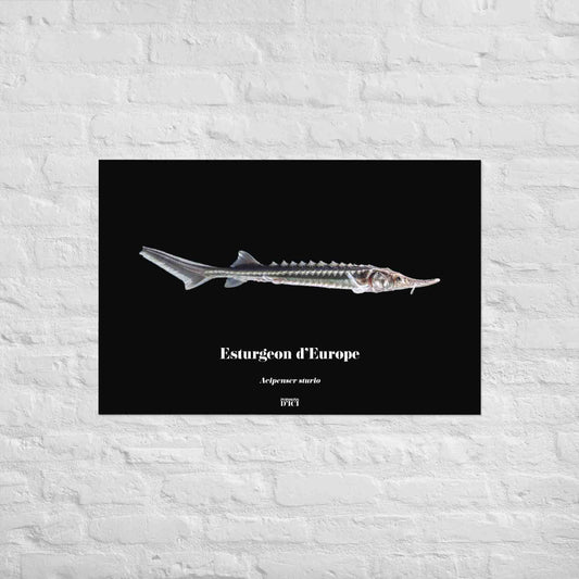 poisson artistique, affiche sur la nature, art mosaique, poster, peche, esturgeon