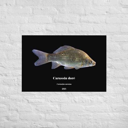 poisson artistique, affiche sur la nature, art mosaique, poster, peche