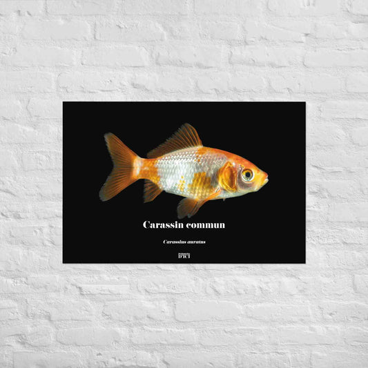 poisson artistique, affiche sur la nature, art mosaique, poster, peche