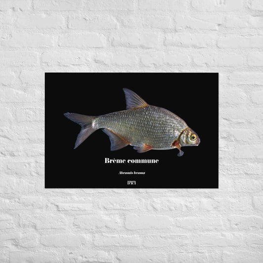 poisson artistique, affiche sur la nature, art mosaique, poster, peche, breme